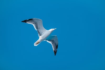 白色海鸥照片